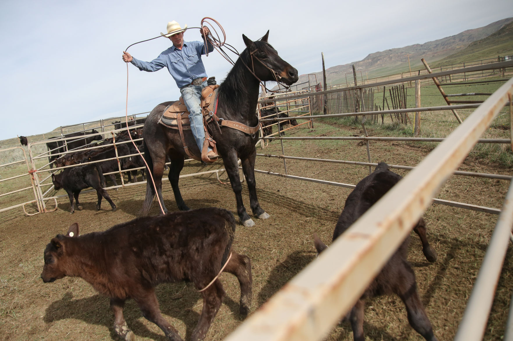 Sheridan Cattle Branding
